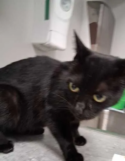 An adult medium-sized female Domestic Short Hair cat named Binx for adoption in Sevierville, TN
