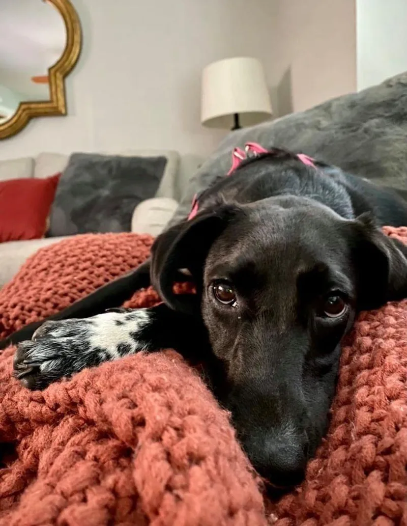 June Bug thumbnail 3