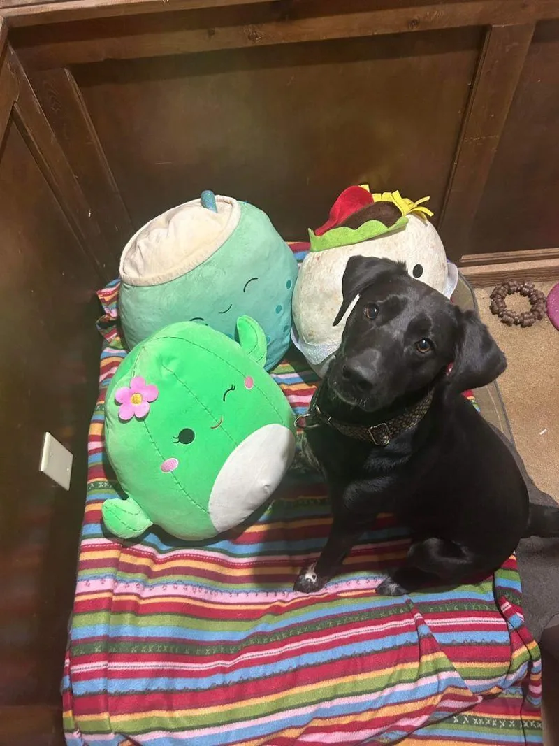 June Bug thumbnail 4