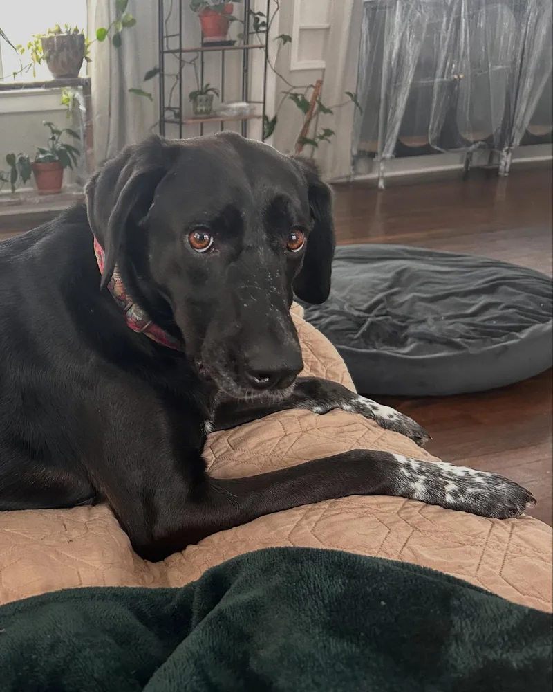 June Bug thumbnail 5