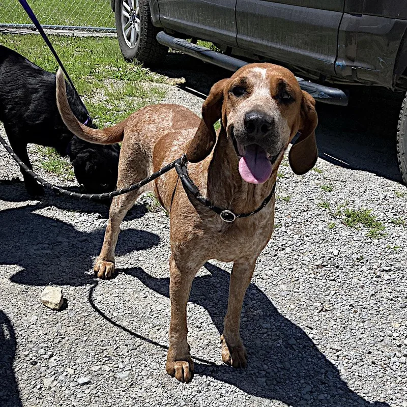 A young large-sized female Red / Chestnut / Orange English Coonhound dog named Willow for adoption in Sulphur, KY