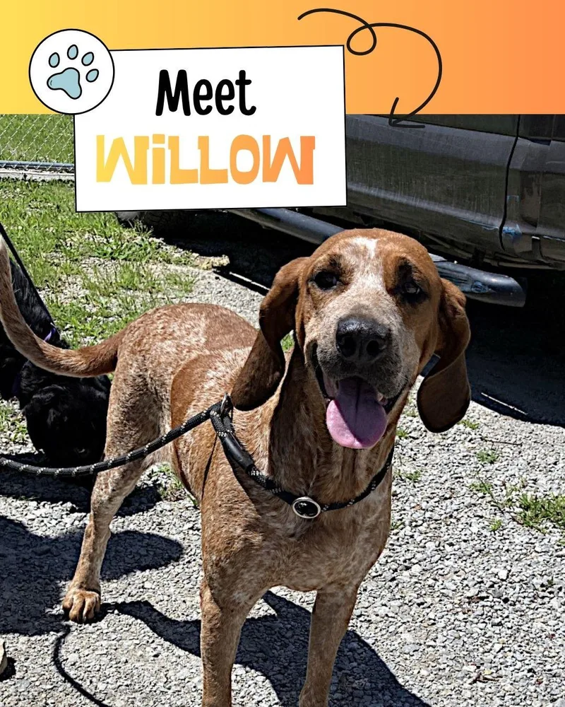 Willow thumbnail 3