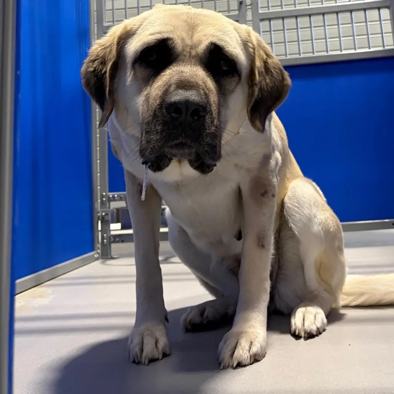 An adult large-sized female White / Cream Anatolian Shepherd dog named Lola Kcac . for adoption in Kerrville, TX
