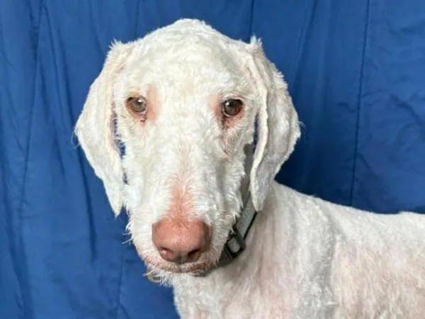 A young large-sized male Standard Poodle dog named Pancho for adoption in Portland, OR