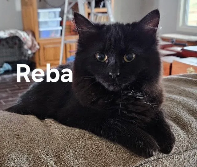 Reba