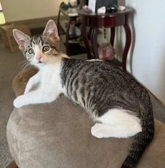 A baby medium-sized female Gray / Blue / Silver Tabby cat named Emily for adoption in San Jose, CA