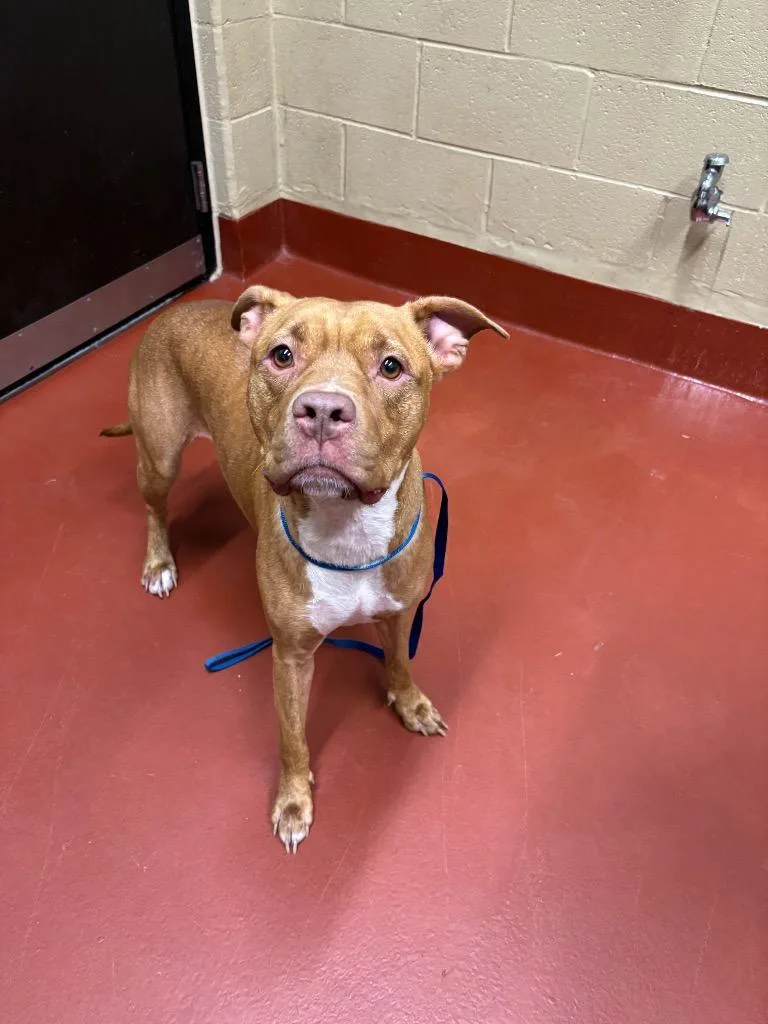 An adult medium-sized female Pit Bull Terrier dog named Taz Hodges for adoption in Douglasville, GA