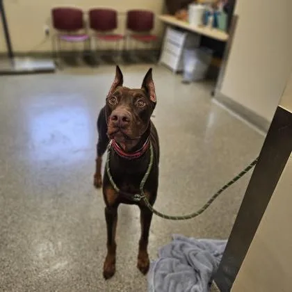 An adult large-sized male Doberman Pinscher dog named Canelo for adoption in Kansas City, MO