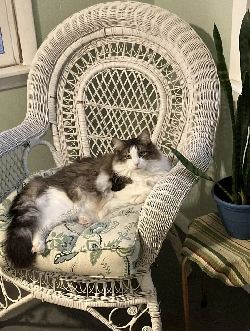 An adult medium-sized male Domestic Long Hair cat named Aspen for adoption in Champaign, IL