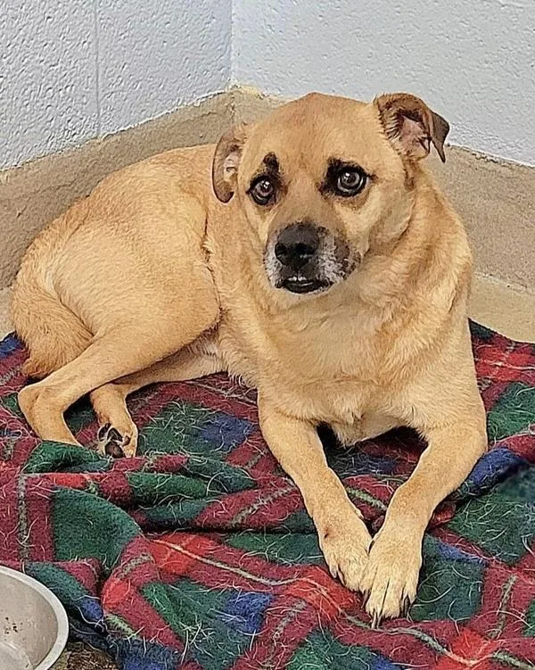 An adult medium-sized male Pug dog named Cheese Curl for adoption in Millersville, MD