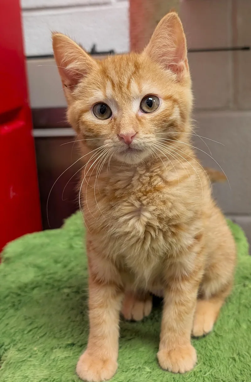 A baby medium-sized female Orange & White Tabby cat named Jazzi for adoption in Smithfield, NC