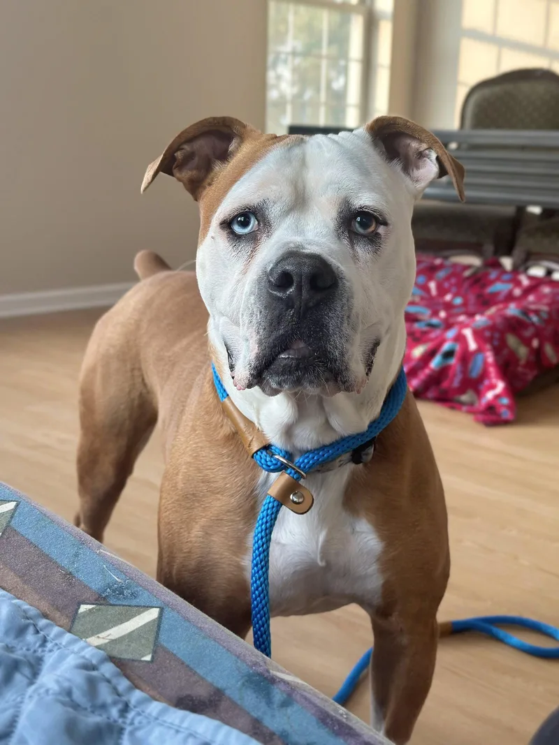 An adult large-sized female Boxer dog named Violet Beauregarde Lonestar for adoption in Rockaway, NJ