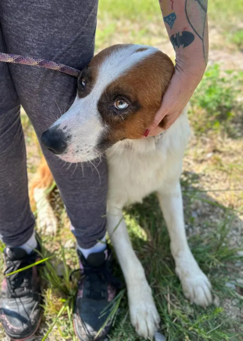 An adult large-sized male Australian Shepherd dog named Dock for adoption in Manchester, TN