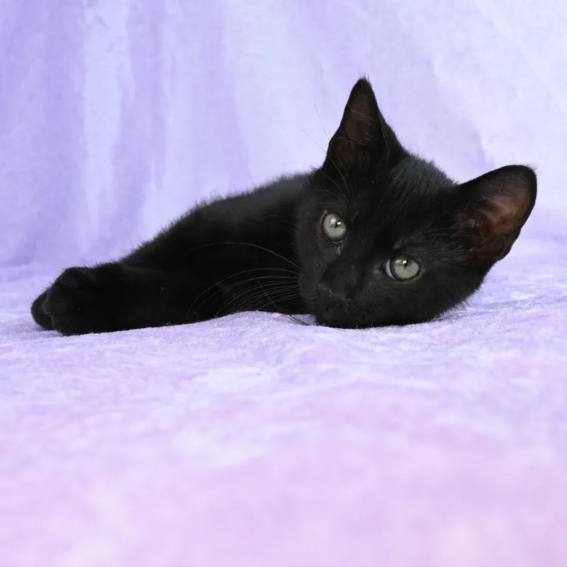 A baby small-sized male Black Domestic Short Hair cat named Otis for adoption in Mobile, AL