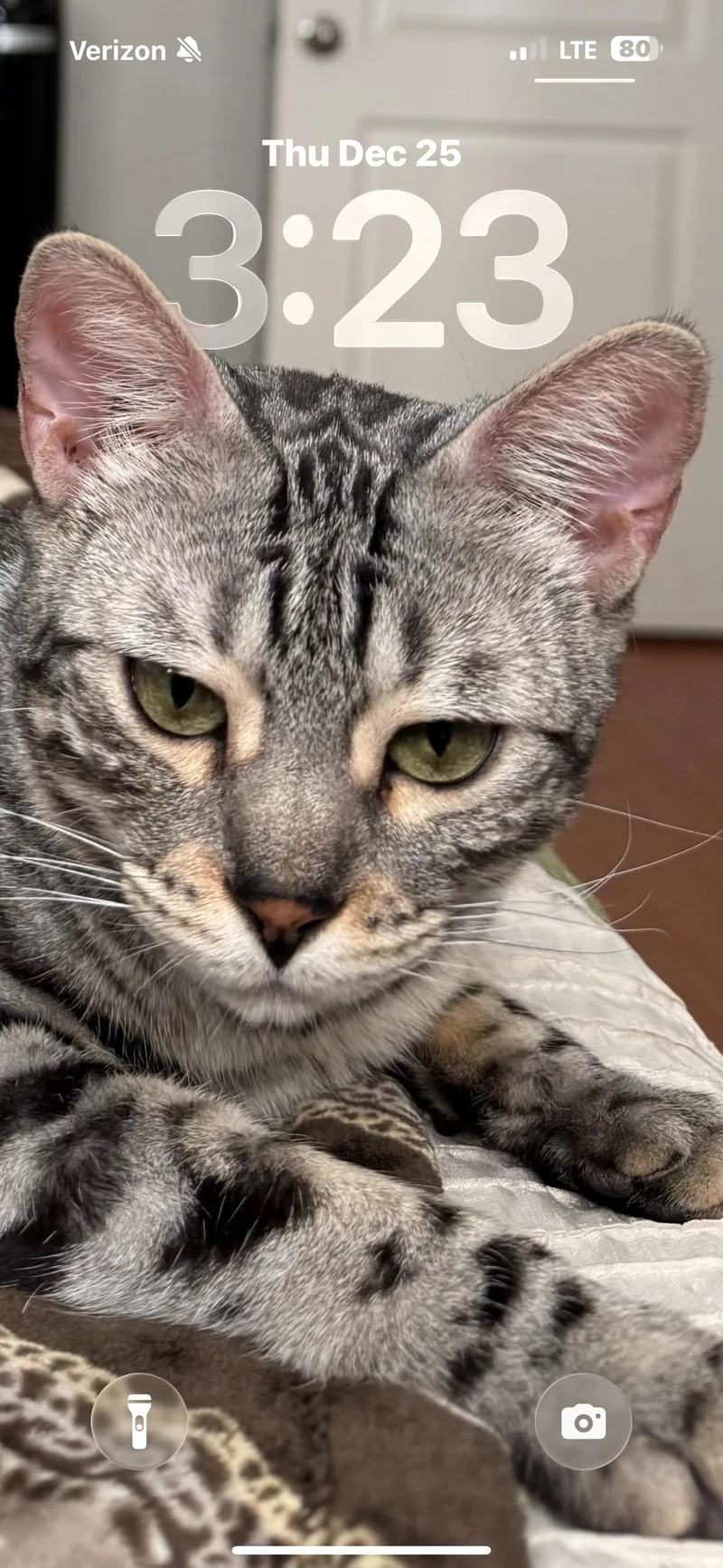 An adult medium-sized female Bengal cat named Annie for adoption in Phoenix, AZ