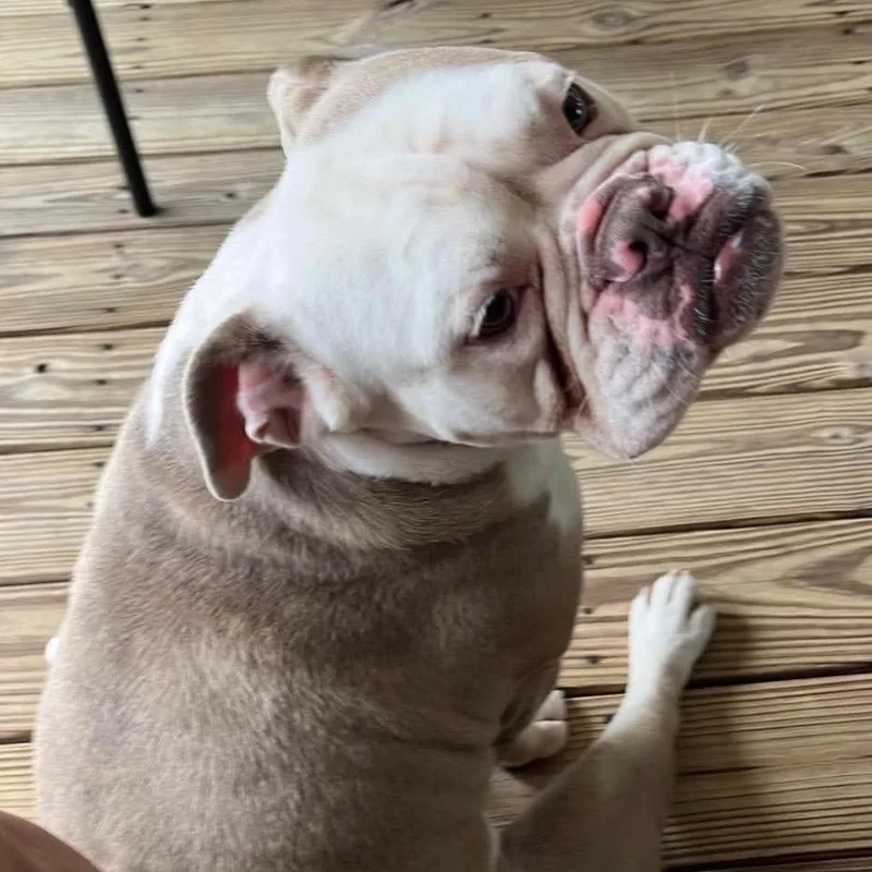 An adult medium-sized male English Bulldog dog named Buddy for adoption in Hohenwald, TN