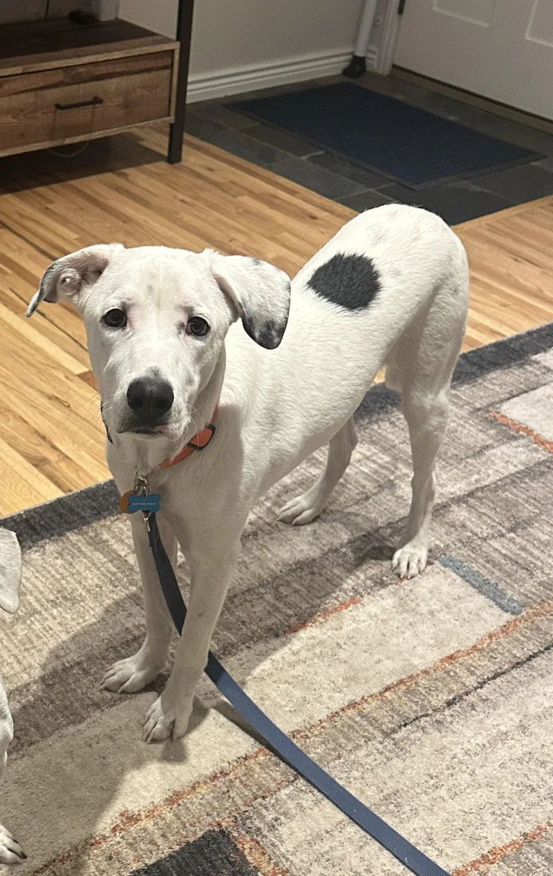 A young medium-sized male Dalmatian dog named Lenny for adoption in Colorado Springs, CO