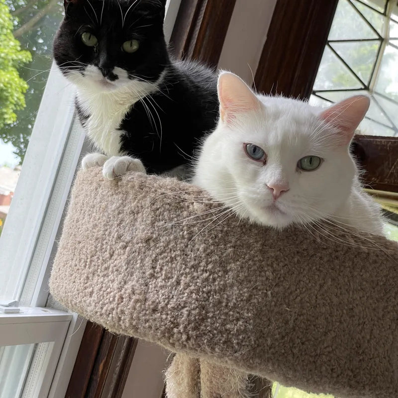 An adult medium-sized male Domestic Short Hair cat named Ziggy & Breena for adoption in New Britain, CT