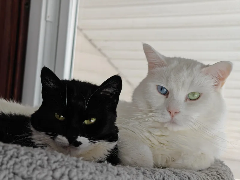 Ziggy & Breena thumbnail 6