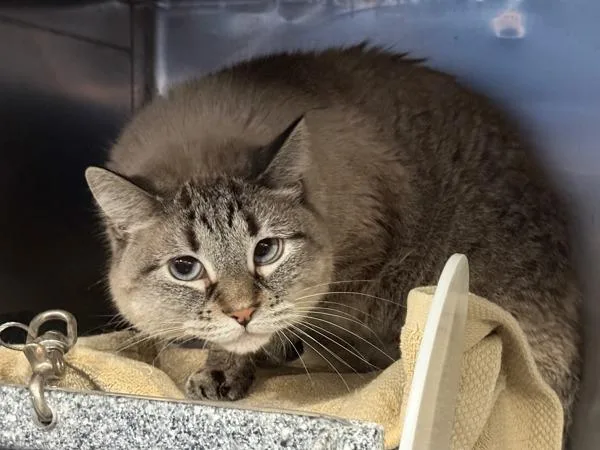 An adult medium-sized male Domestic Short Hair cat named Guest Star for adoption in New York, NY