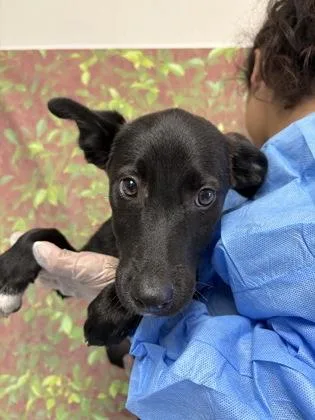 A young small-sized male Shepherd dog named Olay for adoption in San Antonio, TX