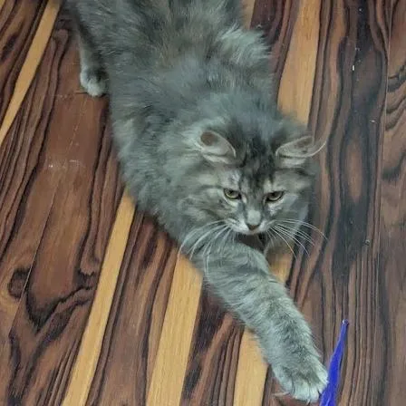 Rosita