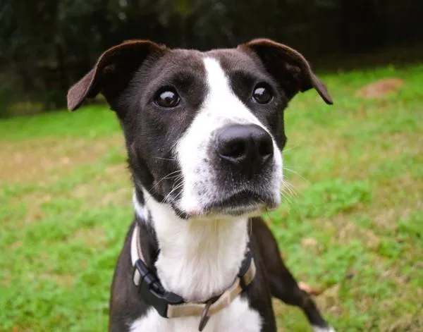 An adult medium-sized male Pit Bull Terrier dog named Dexter for adoption in Mobile, AL