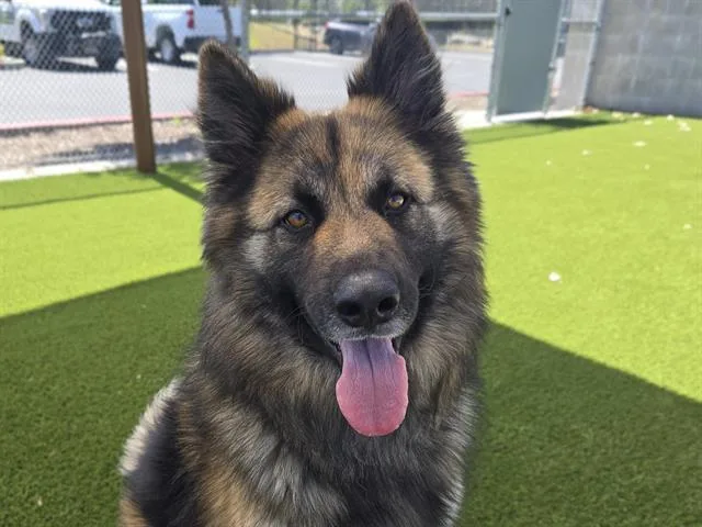 An adult large-sized male German Shepherd Dog dog named Lucas for adoption in Auburn, CA
