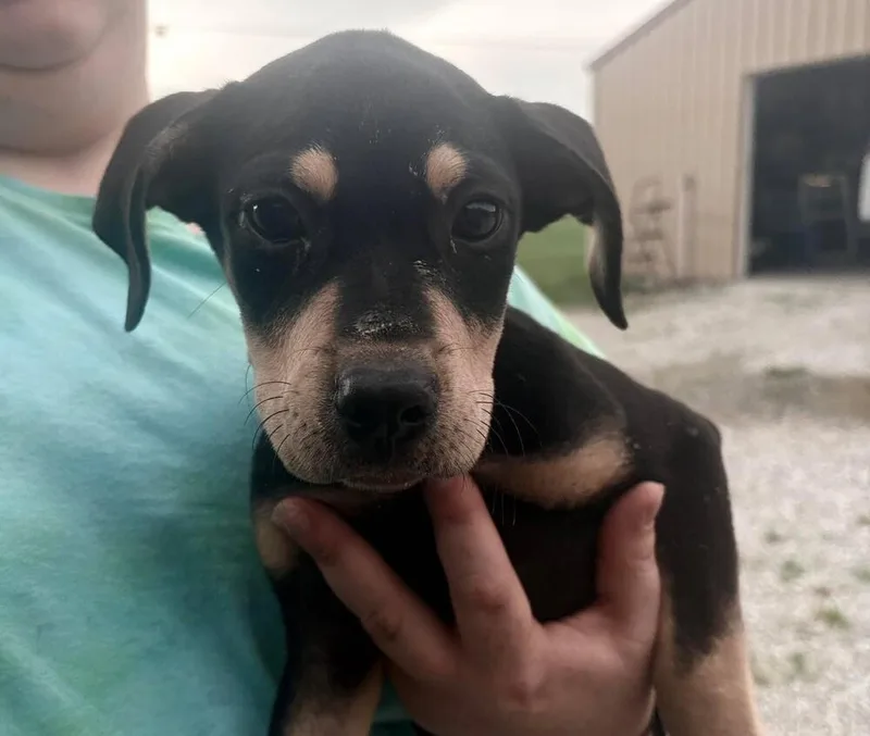 A baby medium-sized female Labrador Retriever dog named Piglet for adoption in Bolivar, MO