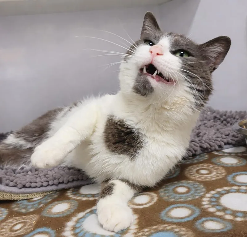 An adult medium-sized male Gray & White Domestic Short Hair cat named Guadalupe for adoption in Cuyahoga Falls, OH