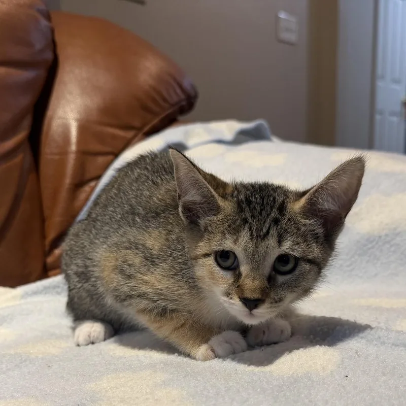 A baby small-sized female Domestic Short Hair cat named Penny for adoption in Cumming, GA