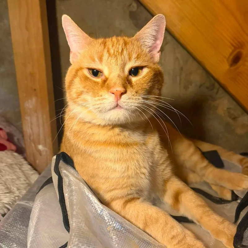 A young small-sized male Orange / Red Domestic Short Hair cat named Arnold for adoption in Philadelphia, PA