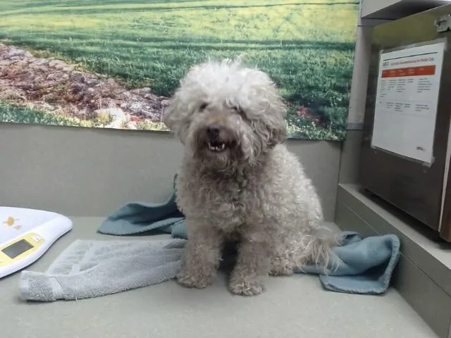 An adult medium-sized male Poodle dog named Chucks for adoption in Moreno Valley, CA