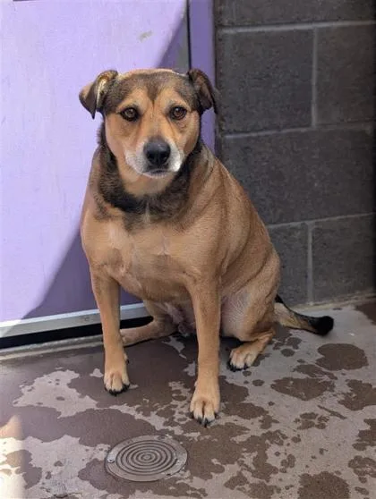 An adult medium-sized male Mixed Breed dog named Amos for adoption in El Paso, TX