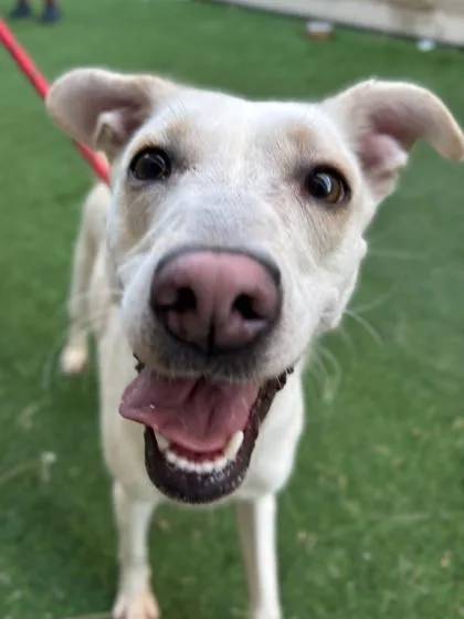 A baby medium-sized female Mixed Breed dog named Sardonyx for adoption in El Paso, TX