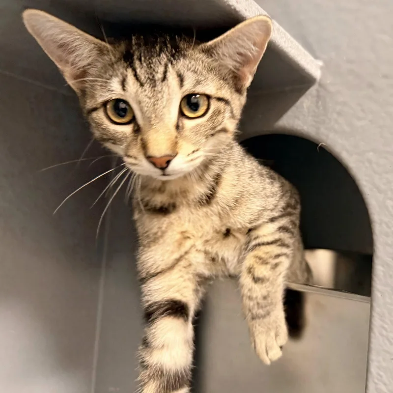 A baby medium-sized male Domestic Short Hair cat named ShaNizzle for adoption in St. Cloud, FL