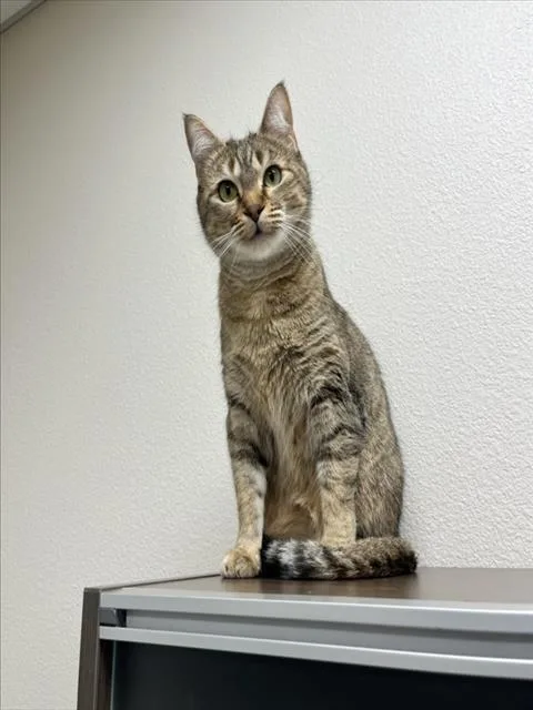 An adult small-sized female Domestic Short Hair cat named Ruby for adoption in Las Vegas, NV