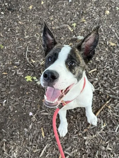 A young medium-sized male Pointer dog named Bert for adoption in Olivette, MO