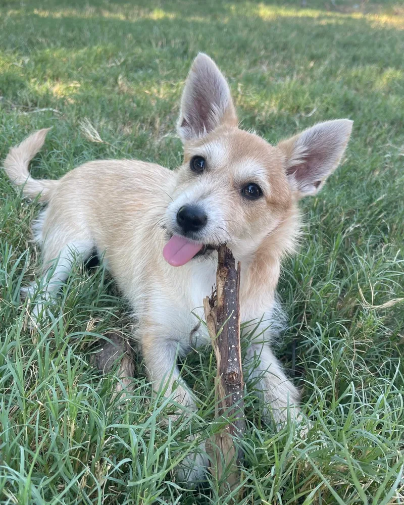 A baby small-sized female Terrier dog named Heather for adoption in Frisco, TX