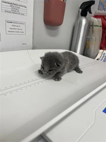 A baby small-sized female Domestic Short Hair cat named Velma for adoption in West Chester, PA