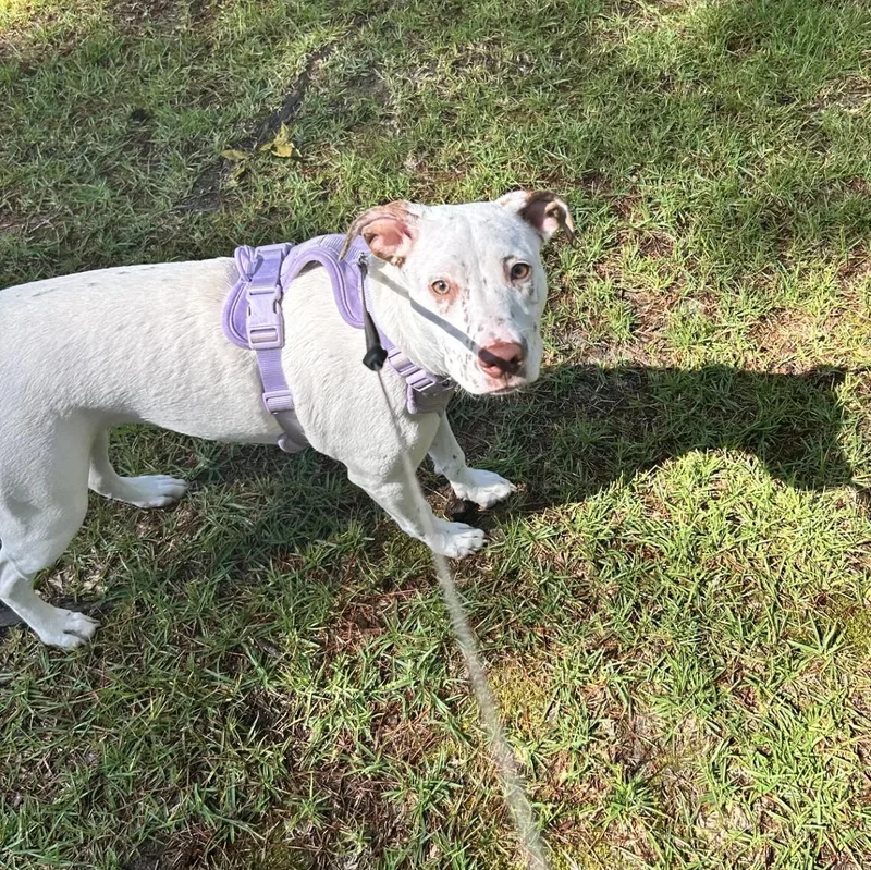 Doubtless Faithfayetteville  Nc thumbnail 3