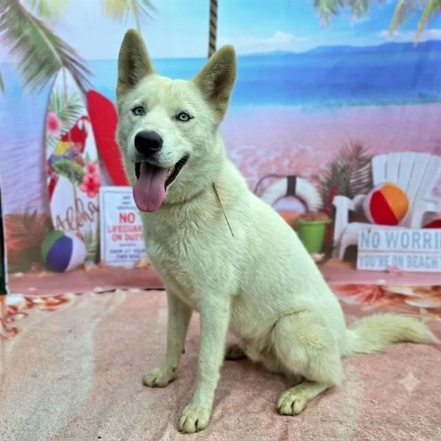 A young medium-sized female Husky dog named Leslie for adoption in Long Beach, CA