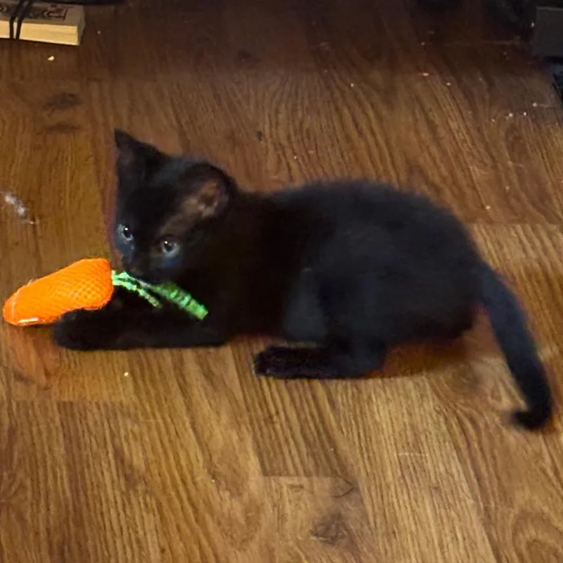 A baby small-sized male Black Domestic Short Hair cat named Dwight for adoption in Chattanooga, TN
