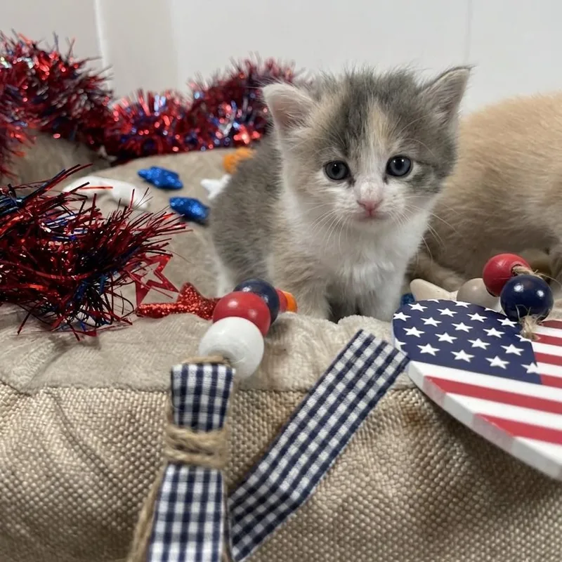 A baby small-sized female Gray / Blue / Silver American Shorthair cat named Luna for adoption in Inman, SC
