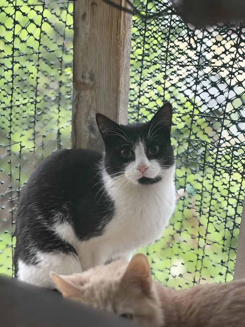 A young medium-sized male Black & White / Tuxedo Domestic Short Hair cat named Sparky for adoption in Pittsburgh, PA