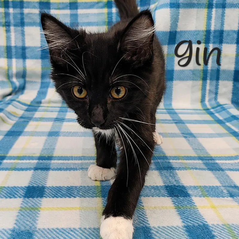 A baby small-sized male Black Domestic Medium Hair cat named Gin for adoption in Parkersburg, WV