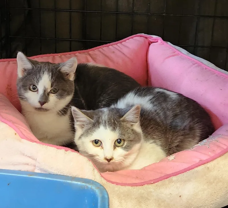 Callum & Bryce thumbnail 2