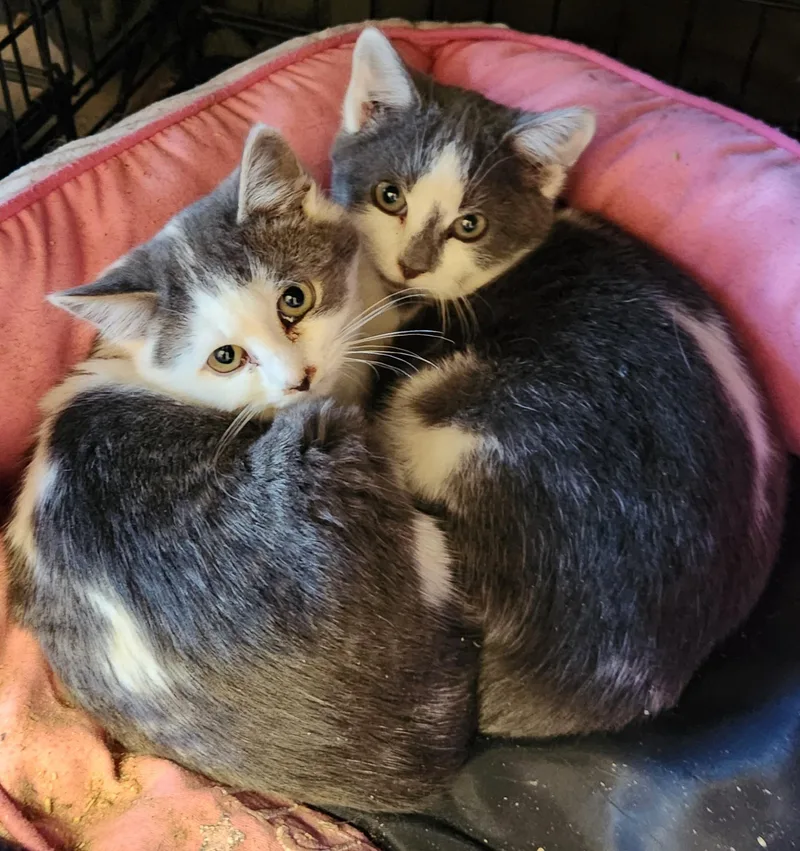 Callum & Bryce thumbnail 3