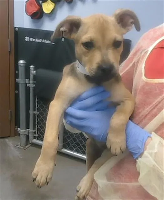 A baby small-sized female Boxer dog named Wiggins for adoption in Phoenix, AZ