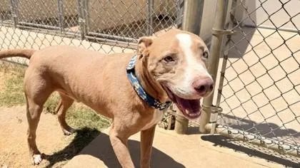 An adult large-sized male American Staffordshire Terrier dog named Drew for adoption in Balch Springs, TX